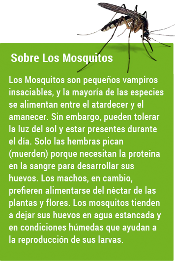 mosquit_cuadr